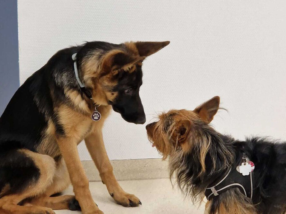 Hunde_0000_Ebene 3